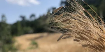 Siyez buğdayını Kozan’da yetiştirdi