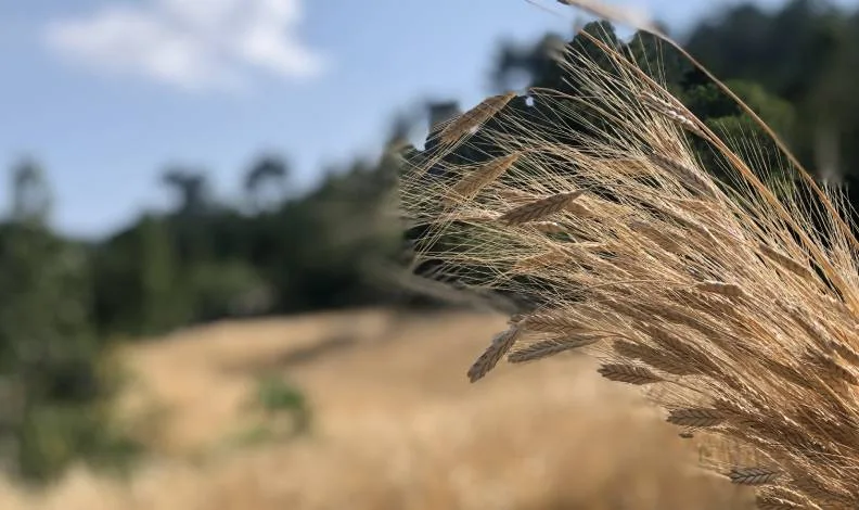 Siyez buğdayını Kozan’da yetiştirdi