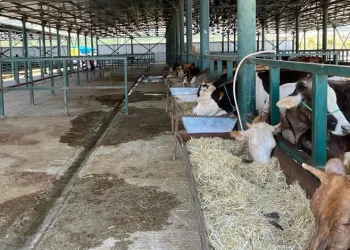 Kurban pazarları boş kaldı