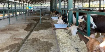 Kurban pazarları boş kaldı