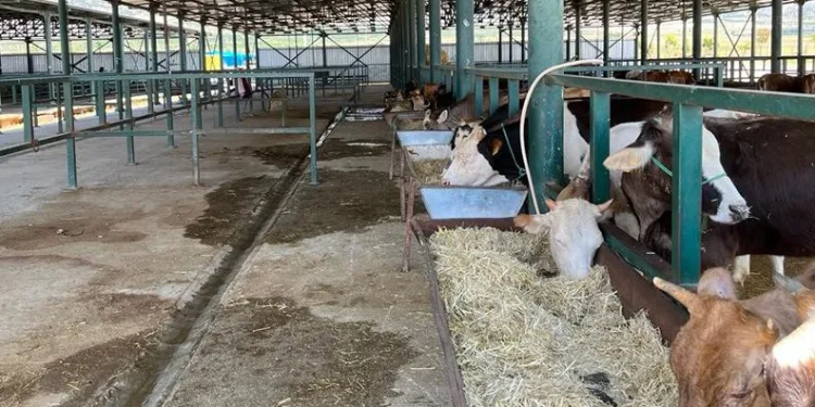 Kurban pazarları boş kaldı