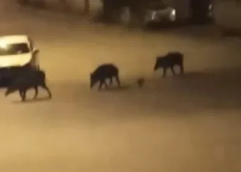 Bursa’da domuz sürüsü şehre indi