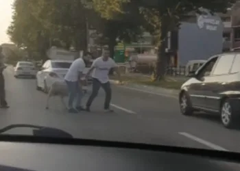 Bursa’da kurbanlıklar kaçtı sahipleri kovaladı