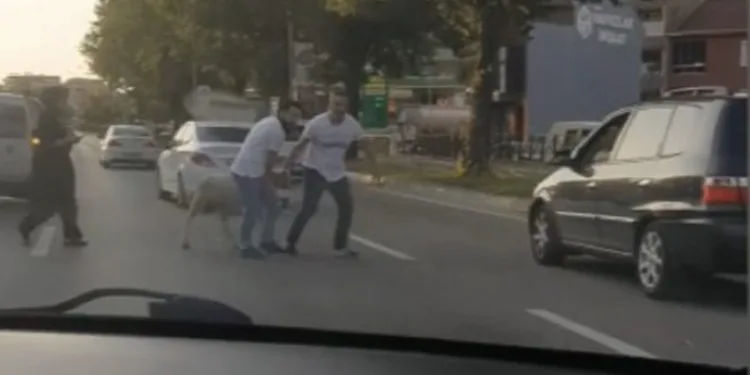 Bursa’da kurbanlıklar kaçtı sahipleri kovaladı