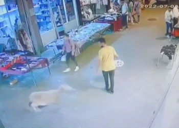 Bursa’da kurbanlık koyun mağazaya girdi