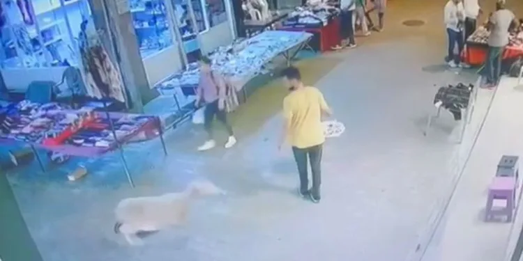 Bursa’da kurbanlık koyun mağazaya girdi