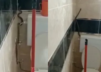 Yüzünü yıkamak için girdiği banyoda yılanla karşılaştı