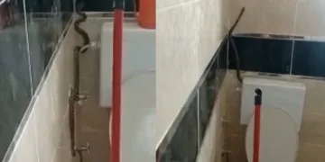 Yüzünü yıkamak için girdiği banyoda yılanla karşılaştı