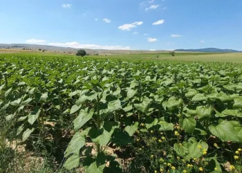 Ayçiçeklerde yüksek verim bekleniyor