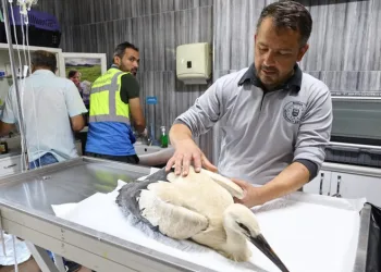 Bursa’da yaralı leyleğe Büyükşehir şefkati