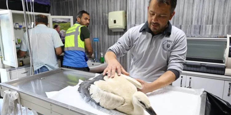 Bursa’da yaralı leyleğe Büyükşehir şefkati