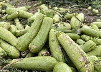 Şiddetli yağış tarım ürünlerini etkiledi