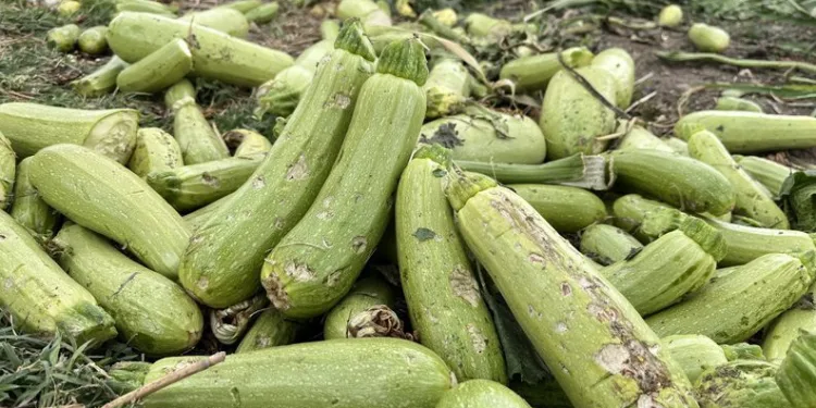 Şiddetli yağış tarım ürünlerini etkiledi