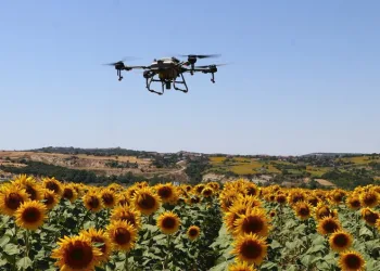 Çayır tırtılına karşı dronla ilaçlama