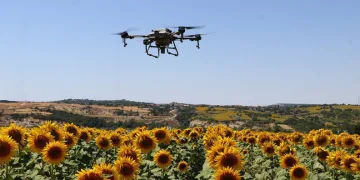 Çayır tırtılına karşı dronla ilaçlama