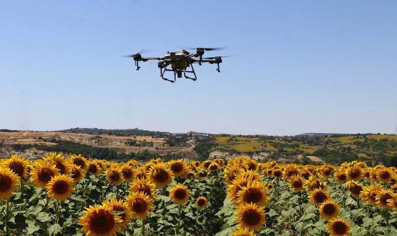 Çayır tırtılına karşı dronla ilaçlama
