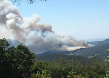 Balıkesir Kepsut’ta orman yangını