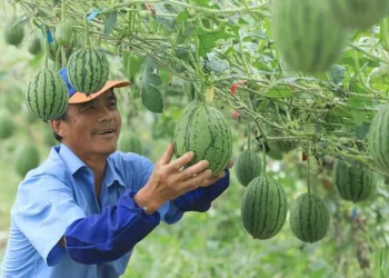 Çin’de karpuz karşılığı ev satışı