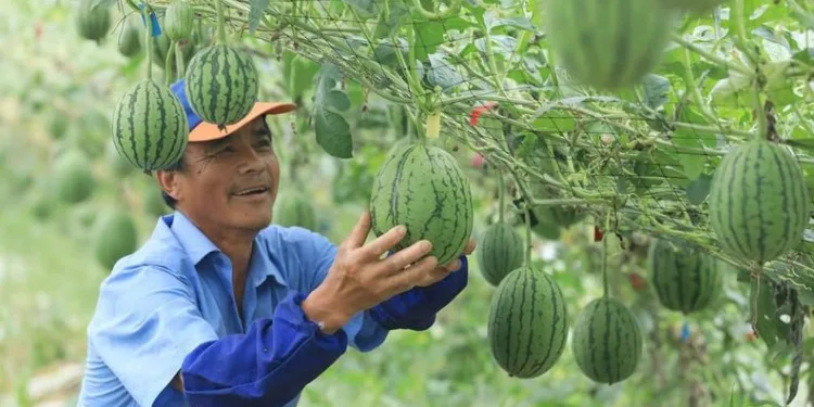 Çin’de karpuz karşılığı ev satışı