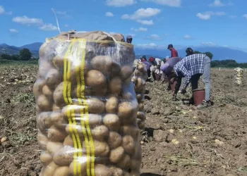 Bursa’da patates hasadı başladı
