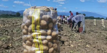 Bursa’da patates hasadı başladı