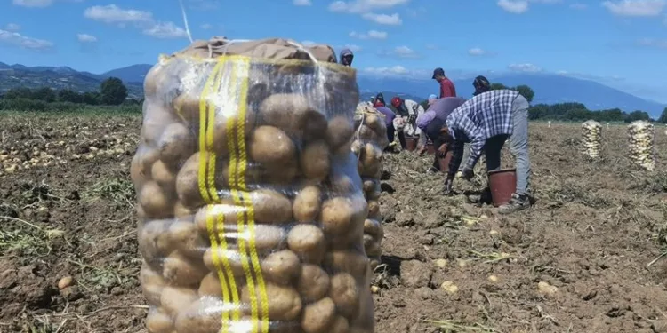 Bursa’da patates hasadı başladı