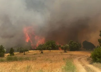 Manisa’daki yangının verdiği zarar açıklandı