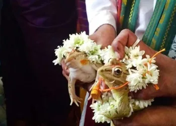Hindistan’da yağmur yağması için kurbağalara evlilik töreni yapıldı