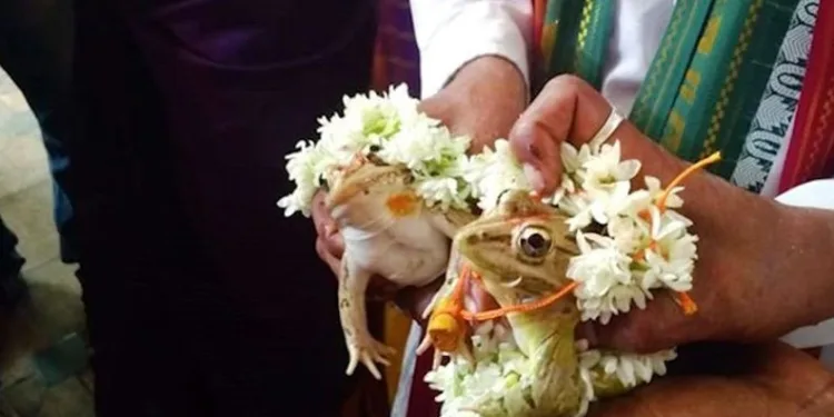 Hindistan’da yağmur yağması için kurbağalara evlilik töreni yapıldı