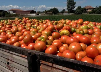 Bafra Ovası’nda domates hasadı başladı