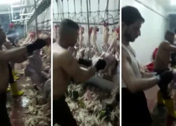 Kesimhanede mide bulandıran görüntüler