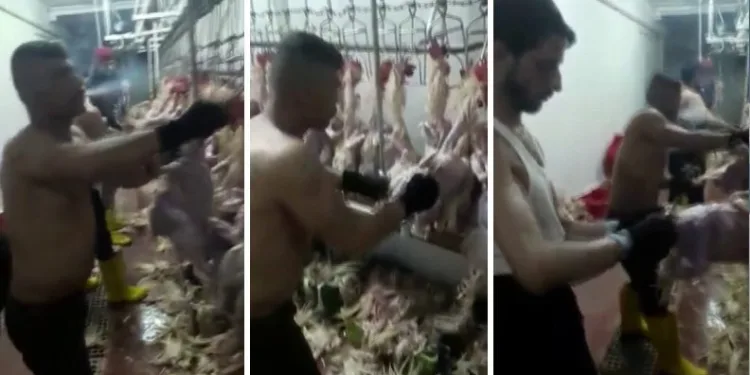 Kesimhanede mide bulandıran görüntüler