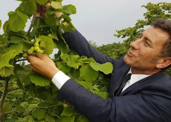 CHP’li Sarıbal’dan fındık fiyatı açıklaması