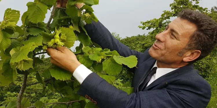 CHP’li Sarıbal’dan fındık fiyatı açıklaması