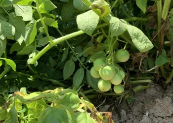Patates ektikleri tarladan domates çıktı