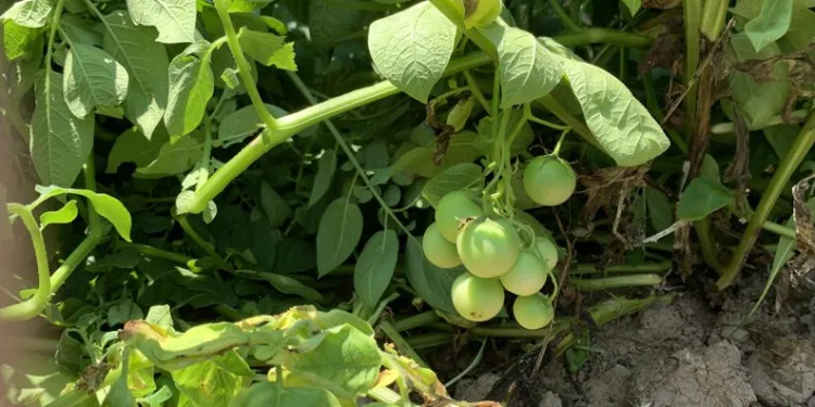 Patates ektikleri tarladan domates çıktı