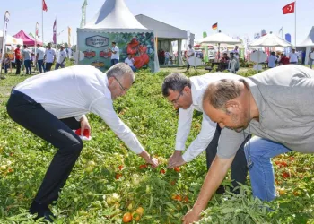 Bursa Karacabey’de domates fuarı