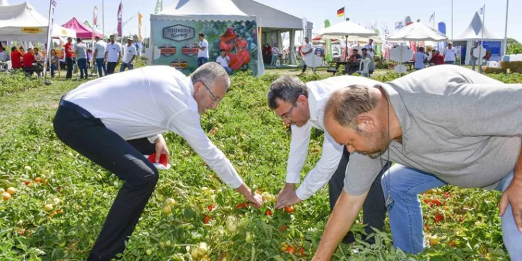 Bursa Karacabey’de domates fuarı