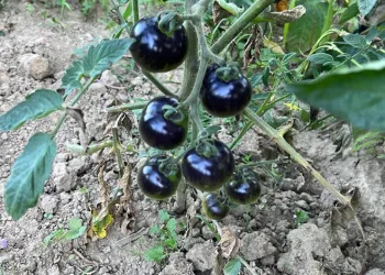 Siyah domates görenleri şaşkına çeviriyor