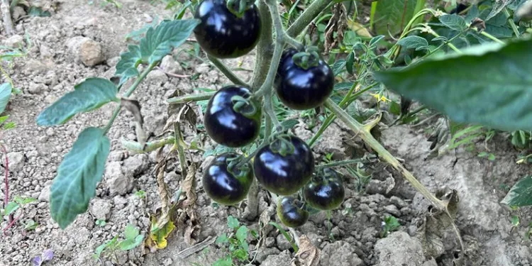 Siyah domates görenleri şaşkına çeviriyor