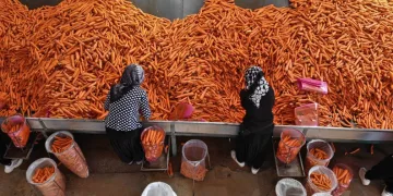 Konya Ovası’nda havuç hasadı başladı