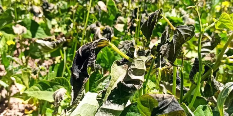 Gümüşhane’yi temmuz ayında don vurdu