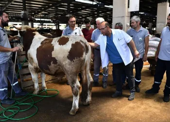 Kurban yakalama timi bayrama hazır
