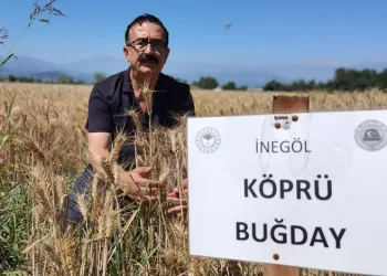 Bursa’da 14 çeşit hububat toprağa uyum sağladı