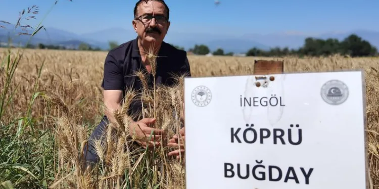 Bursa’da 14 çeşit hububat toprağa uyum sağladı