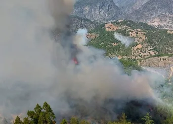 Adana’da orman yangını