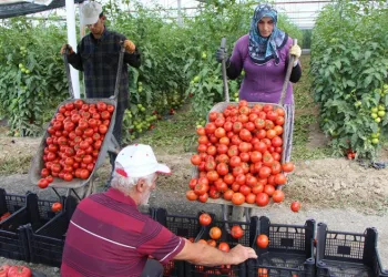 Amasya’da domates hasadı başladı