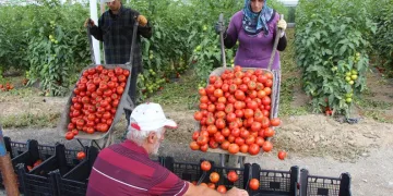 Amasya’da domates hasadı başladı