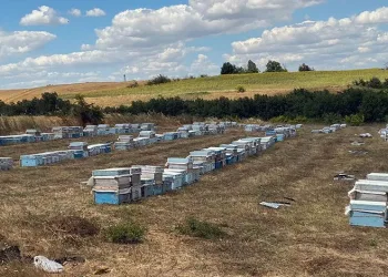 ‘Çayır tırtılı’ ilaçlaması arı ölümlerine sebep olabilir