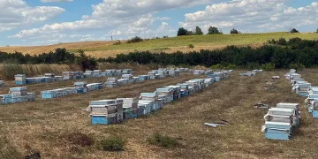 ‘Çayır tırtılı’ ilaçlaması arı ölümlerine sebep olabilir